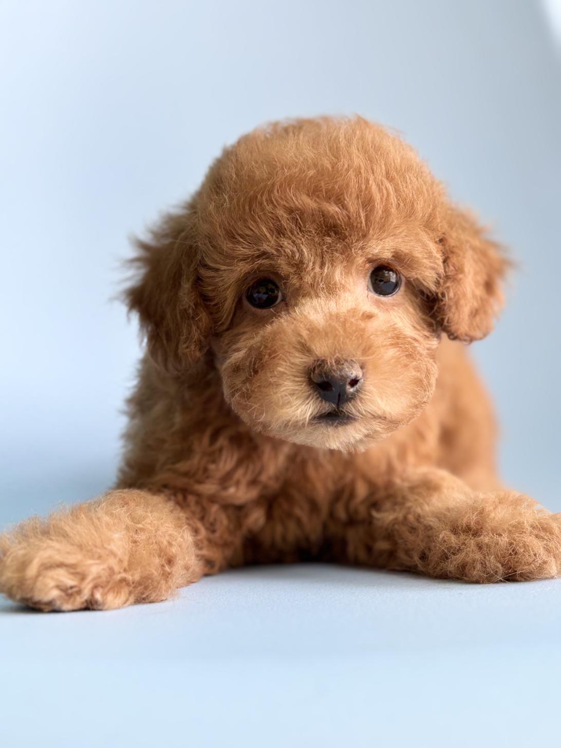 埼玉県のトイプードル(トイ) (ペッツスマイル加須インター店/2026年2月9日生まれ/男の子/レッドフォーン)の子犬の1枚目の画像