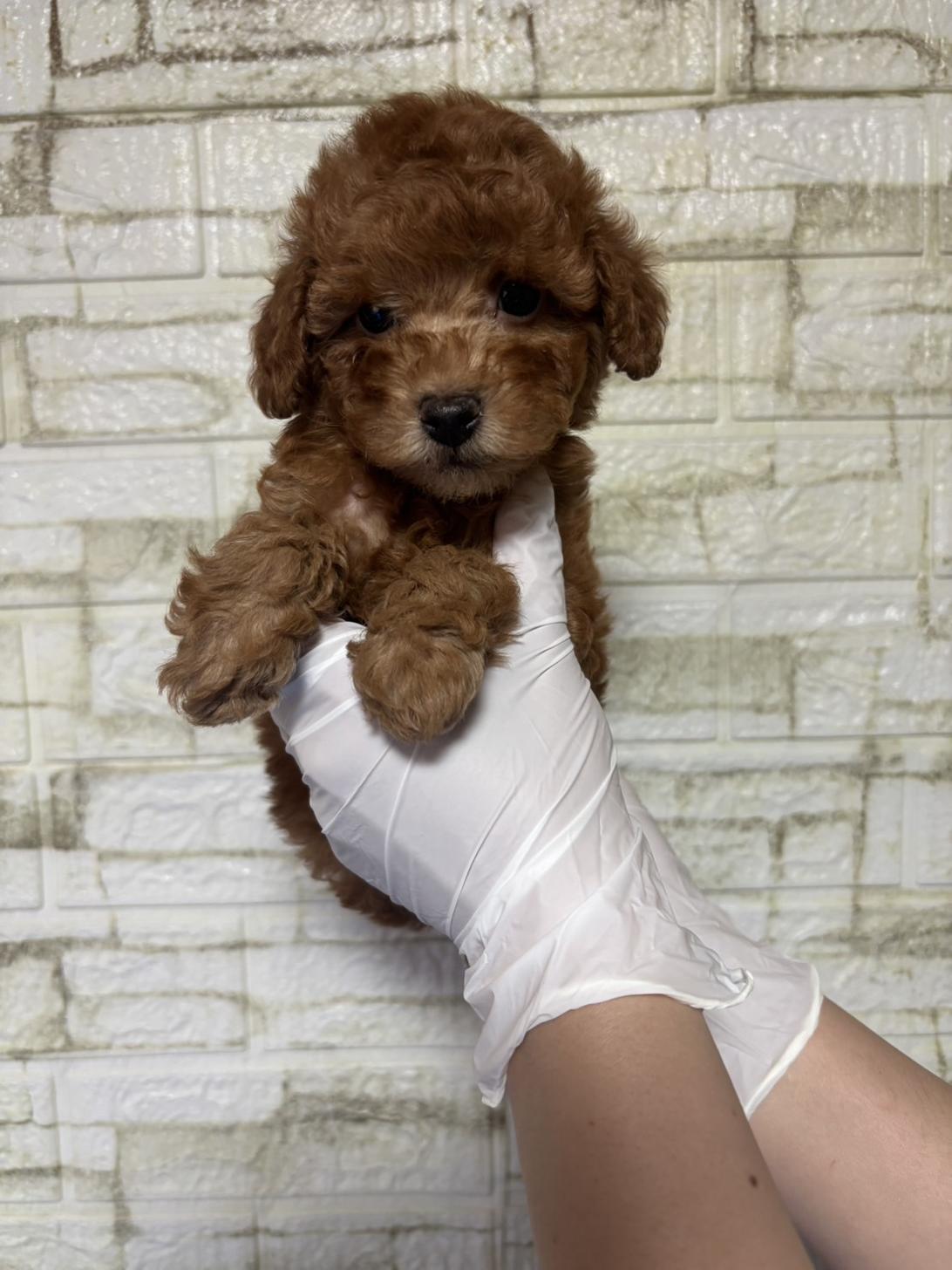 埼玉県のトイプードル(トイ) (ペッツスマイル加須インター店/2026年2月9日生まれ/男の子/レッドフォーン)の子犬の2枚目の画像