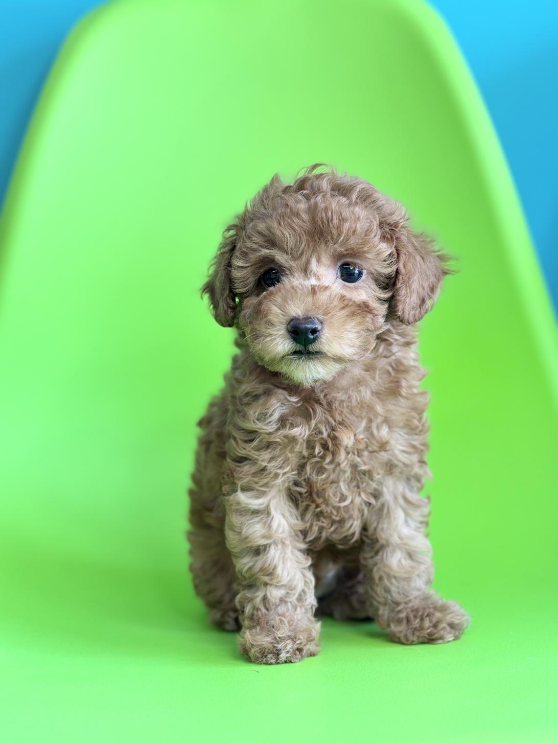 埼玉県のトイプードル(トイ) (ペッツスマイル加須インター店/2026年2月9日生まれ/男の子/レッドフォーン)の子犬の2枚目の画像