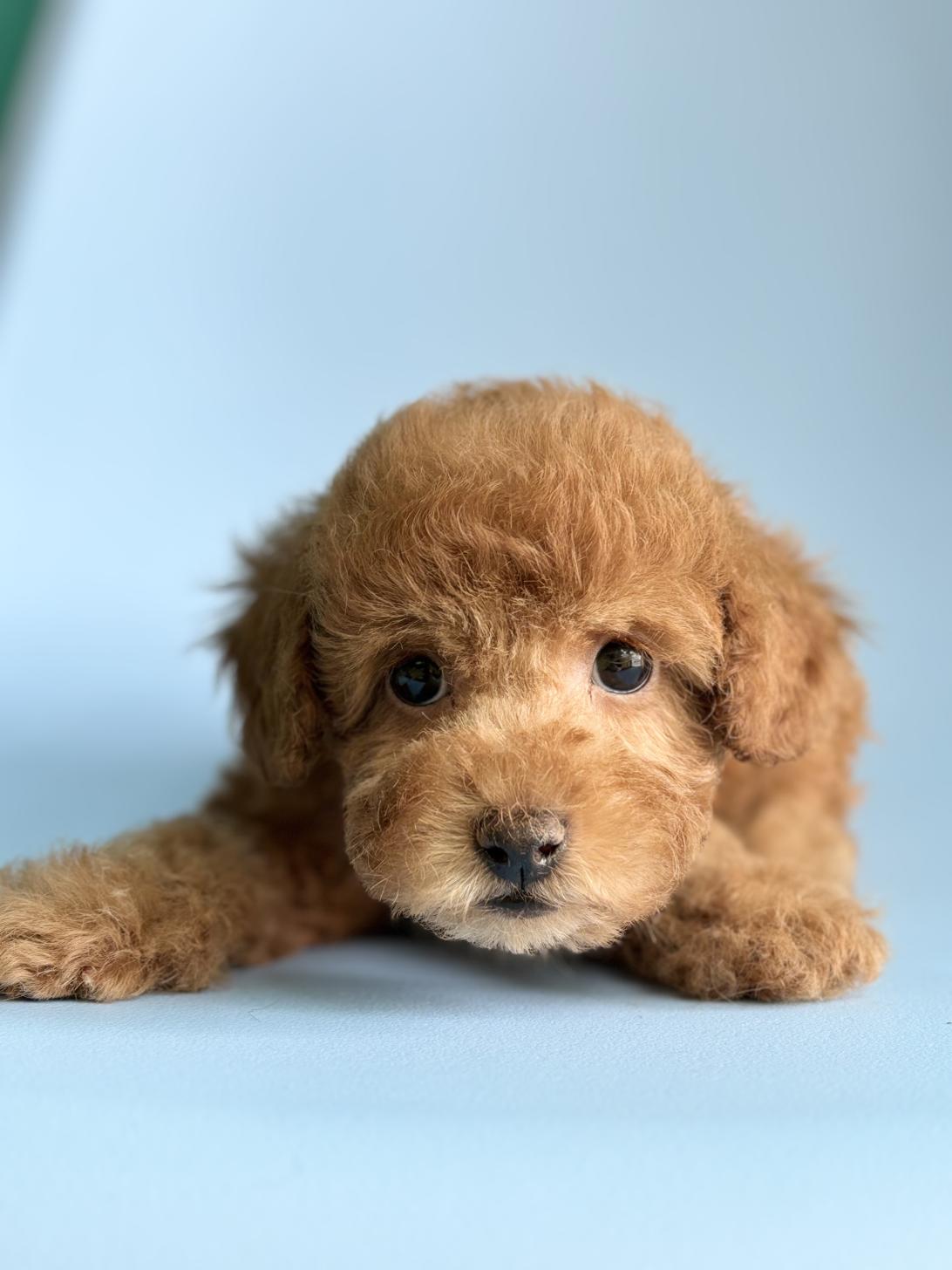 埼玉県のトイプードル(トイ) (ペッツスマイル加須インター店/2026年2月9日生まれ/男の子/レッドフォーン)の子犬の2枚目の画像