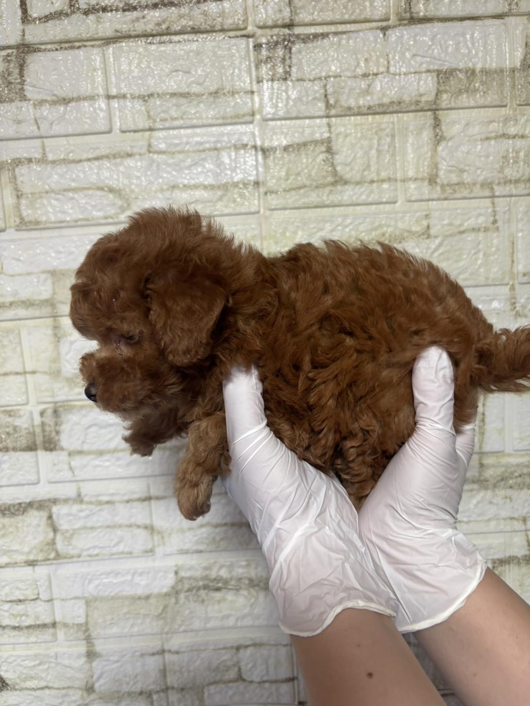 埼玉県のトイプードル(トイ) (ペッツスマイル加須インター店/2026年2月9日生まれ/男の子/レッドフォーン)の子犬の3枚目の画像