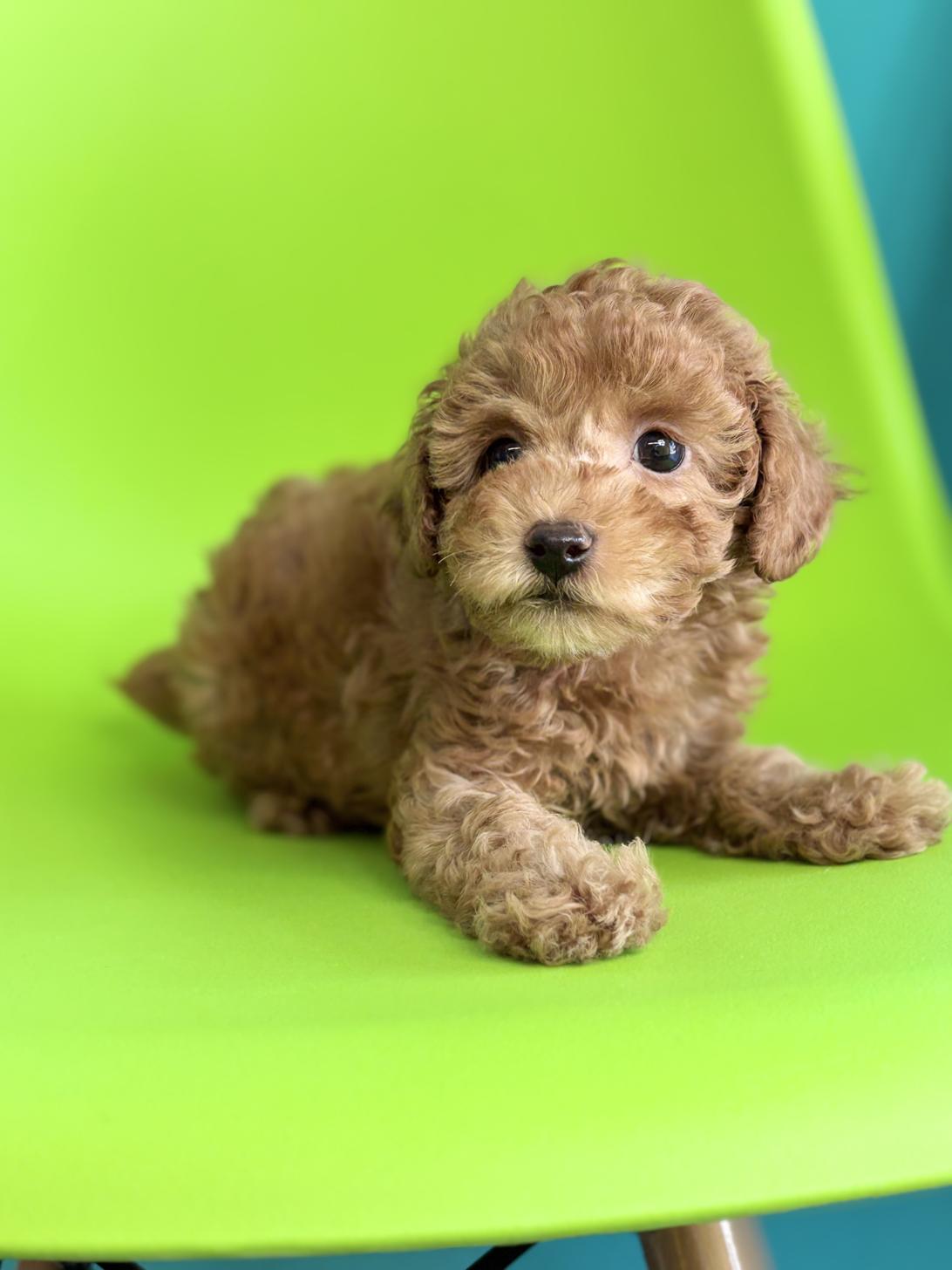 埼玉県のトイプードル(トイ) (ペッツスマイル加須インター店/2026年2月9日生まれ/男の子/レッドフォーン)の子犬の3枚目の画像