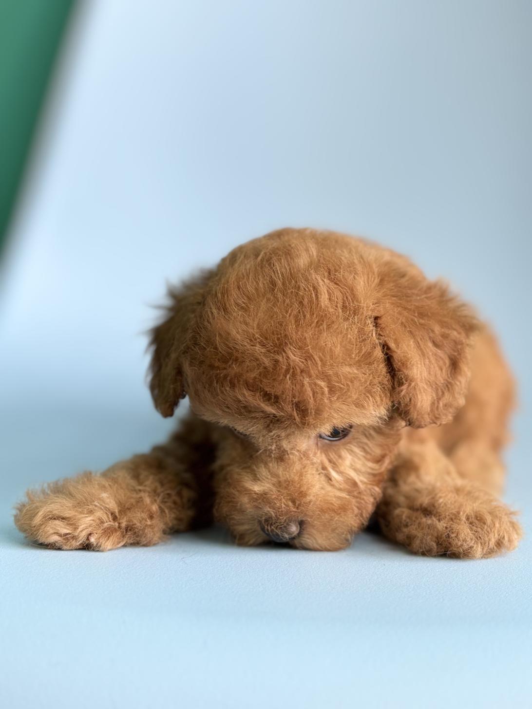 埼玉県のトイプードル(トイ) (ペッツスマイル加須インター店/2026年2月9日生まれ/男の子/レッドフォーン)の子犬の3枚目の画像