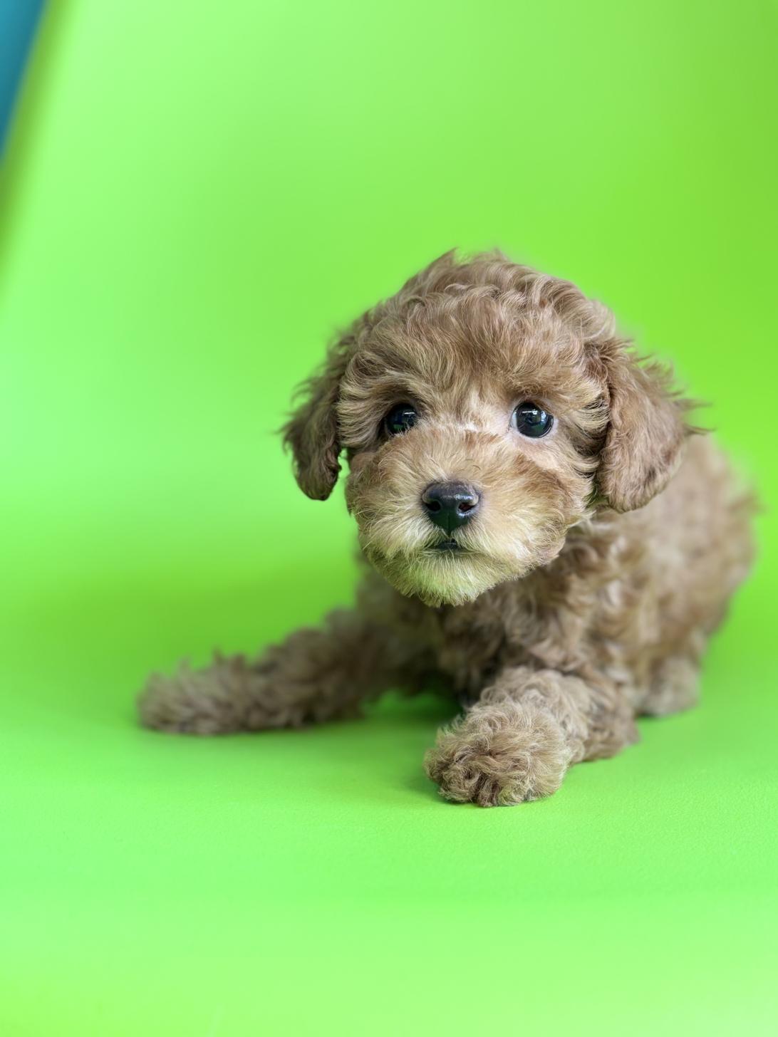 埼玉県のトイプードル(トイ) (ペッツスマイル加須インター店/2026年2月9日生まれ/男の子/レッドフォーン)の子犬の4枚目の画像