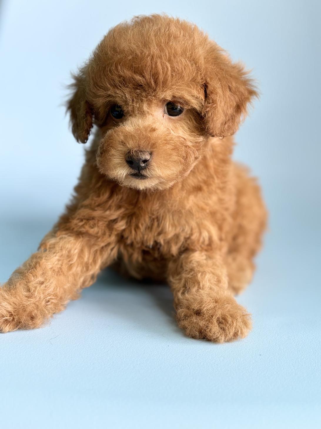 埼玉県のトイプードル(トイ) (ペッツスマイル加須インター店/2026年2月9日生まれ/男の子/レッドフォーン)の子犬の4枚目の画像