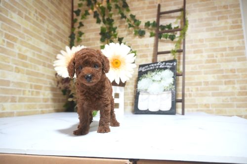 滋賀県のトイプードル(トイ) (いっぷく湖南店/2025年6月22日生まれ/男の子/レッド)の子犬の4枚目の画像