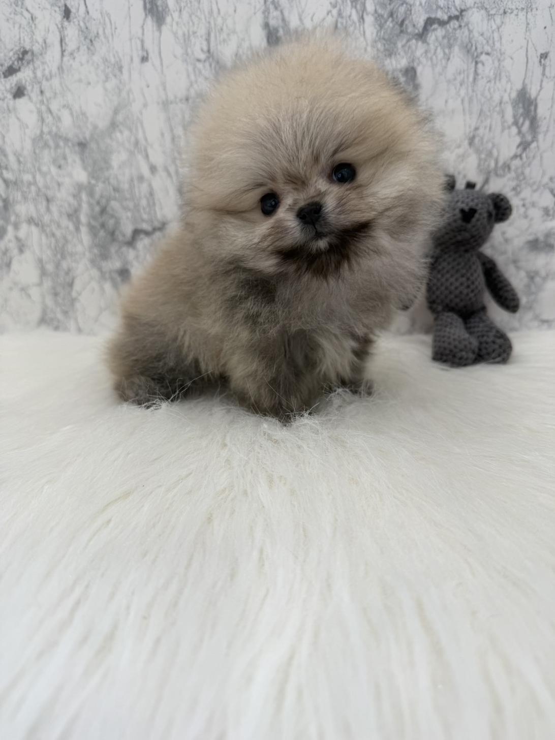 埼玉県のポメラニアン (PETSHOP FATIS/2025年12月12日生まれ/女の子/クリームセーブル)の子犬