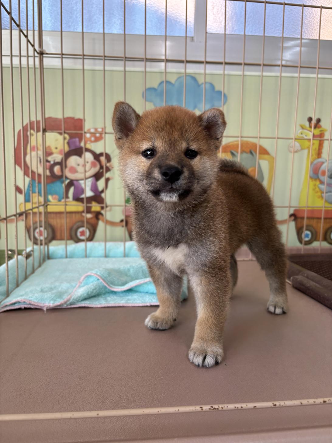 愛知県の柴犬(標準サイズ) (子いぬの足あと/2025年8月15日生まれ/男の子/赤)の子犬