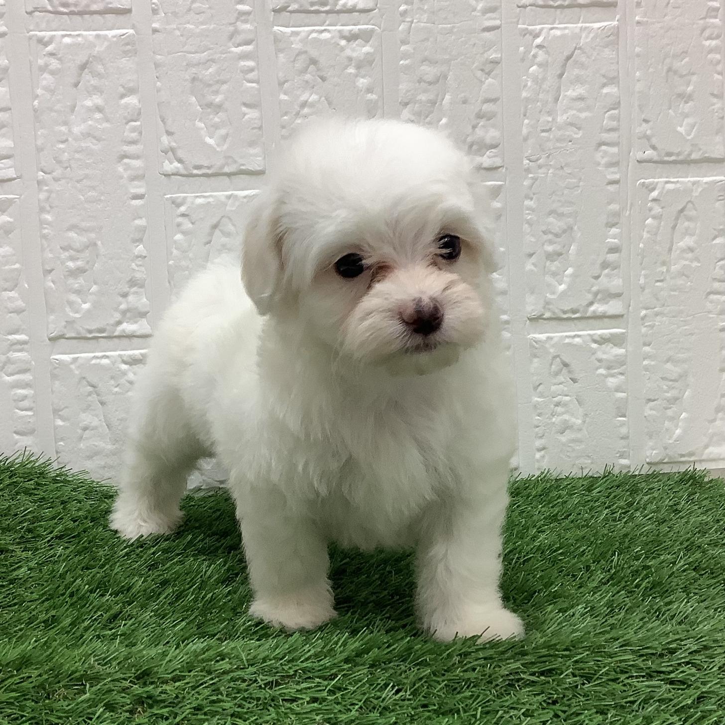 福岡県のマルプー(マルチーズ×プードル) (ディスワン ドッグズホーム大野城店/2026年2月10日生まれ/男の子/ホワイト)の子犬