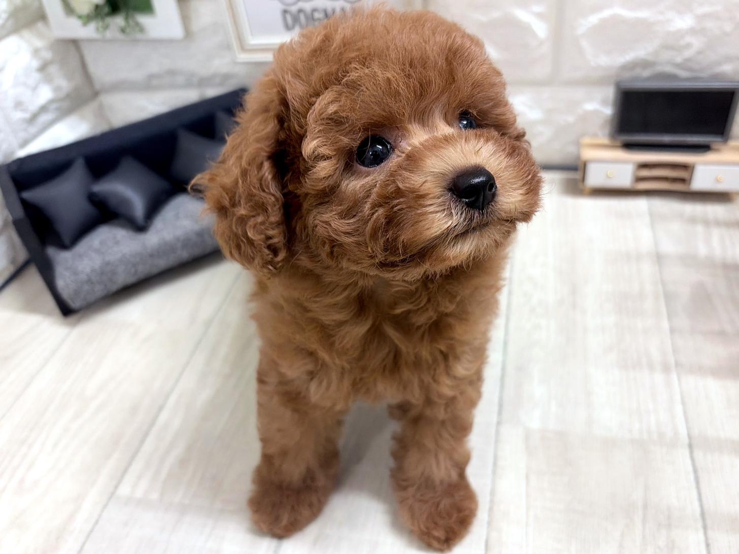 和歌山県のトイプードル(トイ) (DOGMAN和歌山店/2026年6月6日生まれ/女の子/レッドフォーン)の子犬の2枚目の画像