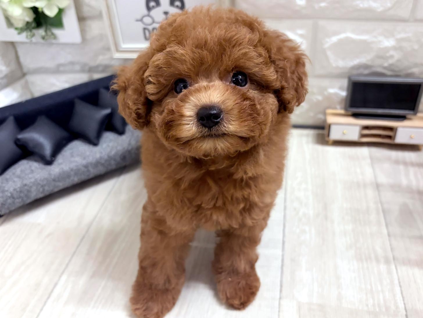 和歌山県のトイプードル(トイ) (DOGMAN和歌山店/2026年6月6日生まれ/女の子/レッドフォーン)の子犬の3枚目の画像