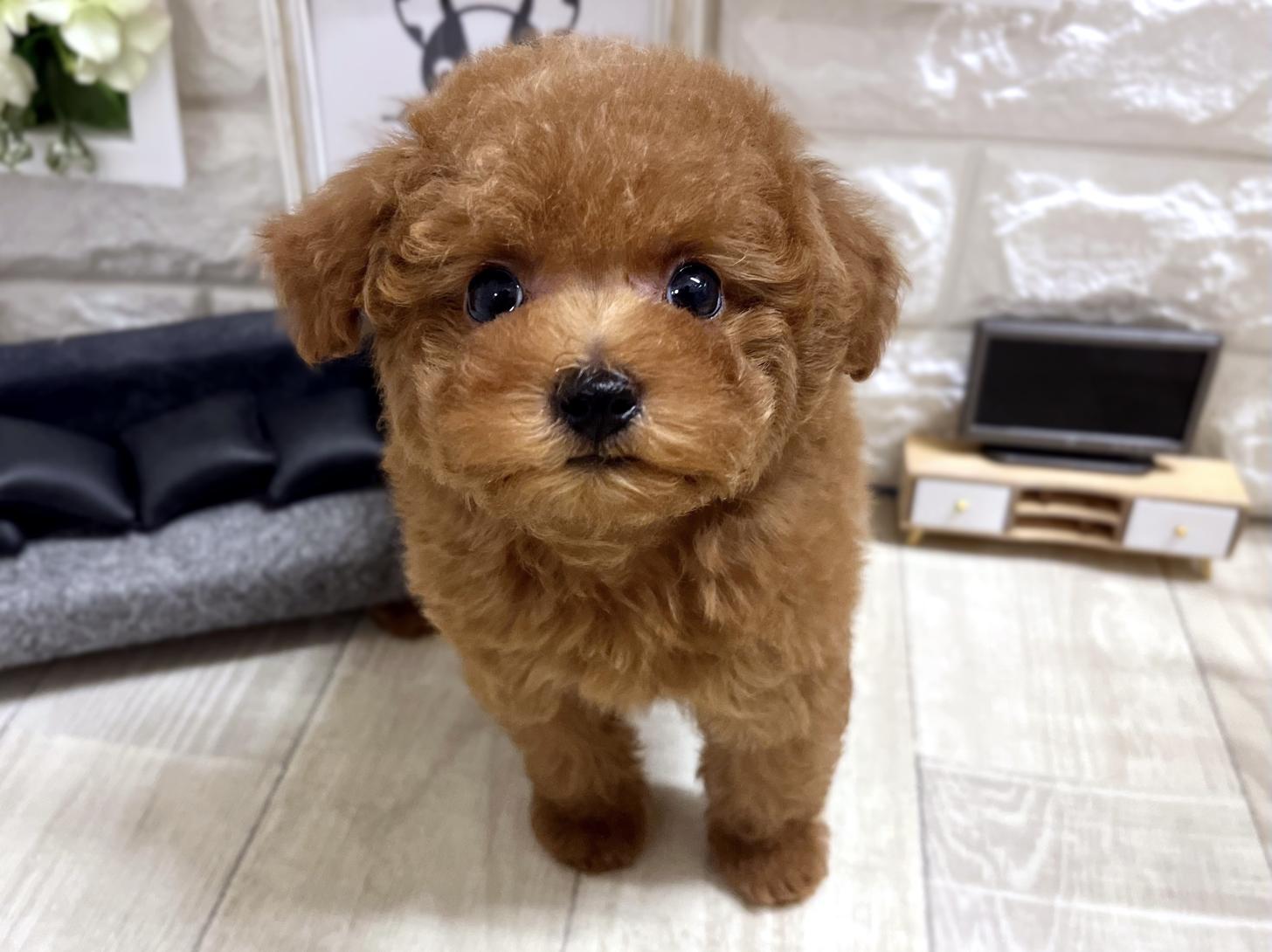 和歌山県のトイプードル(トイ) (DOGMAN和歌山中之島店/2026年2月9日生まれ/男の子/レッド)の子犬の1枚目の画像