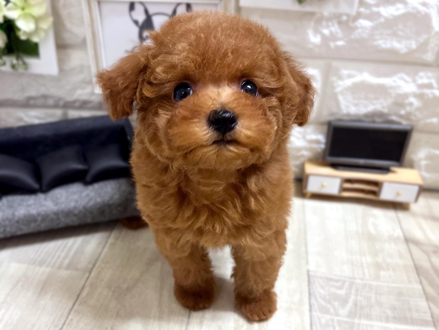 和歌山県のトイプードル(トイ) (DOGMAN和歌山中之島店/2026年2月9日生まれ/男の子/レッド)の子犬の2枚目の画像