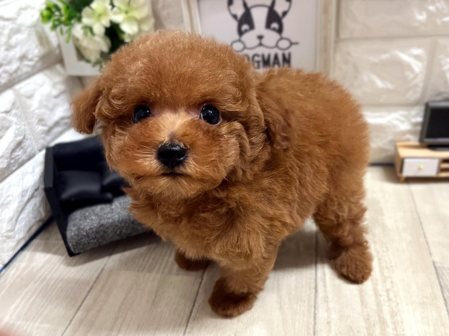 和歌山県のトイプードル(トイ) (DOGMAN和歌山中之島店/2026年2月9日生まれ/男の子/レッド)の子犬の3枚目の画像