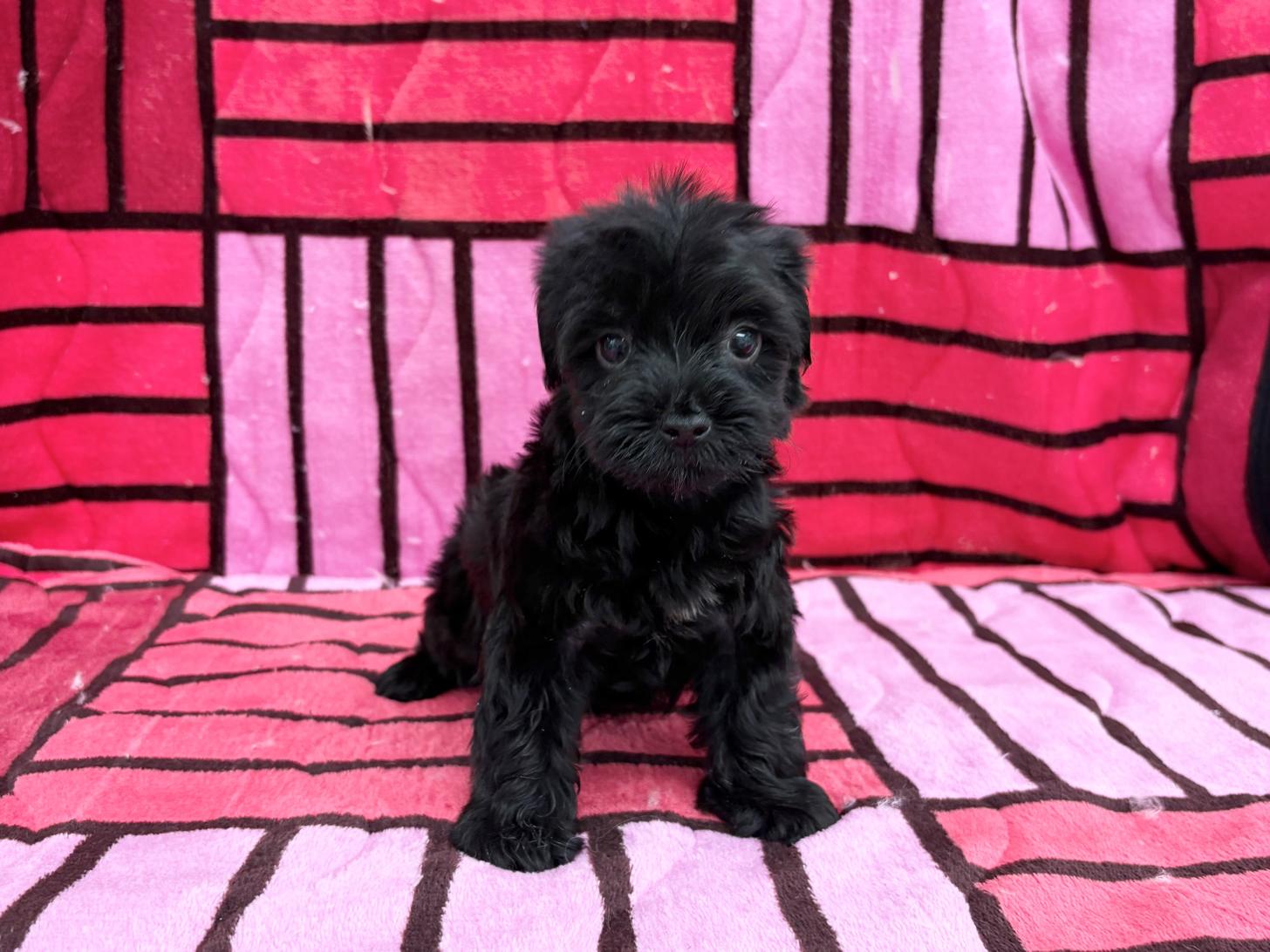 愛知県のヨープー(ヨークシャーテリア×プードル) (ハピースペット春日井アミーゴ店/2025年11月23日生まれ/女の子/ブラック)の子犬の1枚目の画像