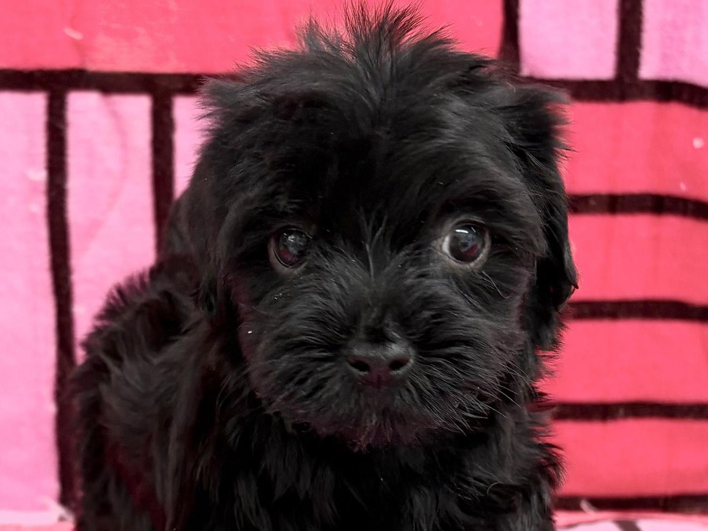 愛知県のヨープー(ヨークシャーテリア×プードル) (ハピースペット春日井アミーゴ店/2025年11月23日生まれ/女の子/ブラック)の子犬の2枚目の画像