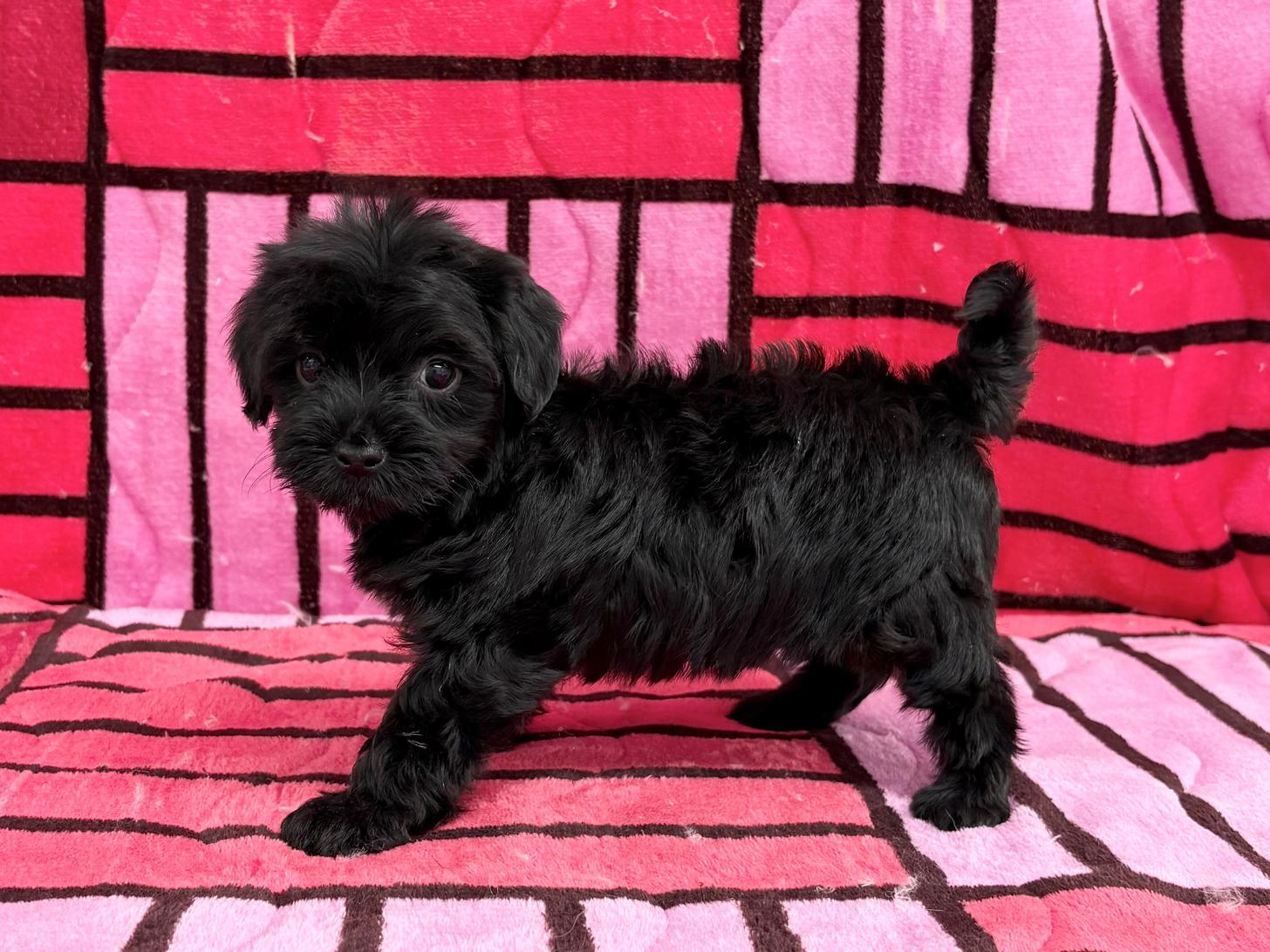 愛知県のヨープー(ヨークシャーテリア×プードル) (ハピースペット春日井アミーゴ店/2025年11月23日生まれ/女の子/ブラック)の子犬の4枚目の画像