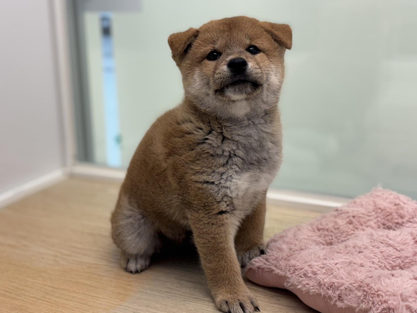 神奈川県の柴犬(標準サイズ) (Doggy Style 小田原店/2025年7月19日生まれ/男の子/赤)の子犬の1枚目の画像