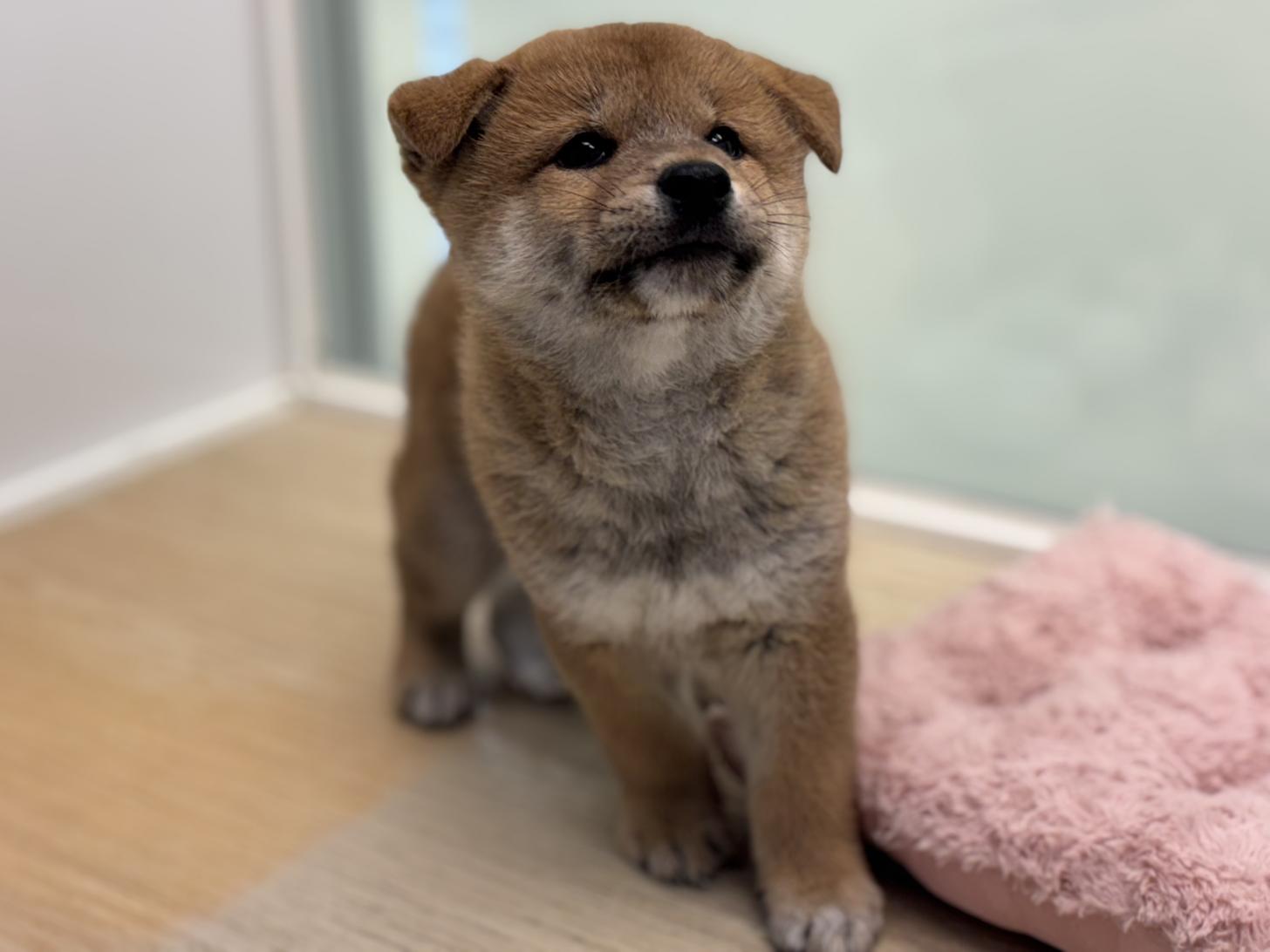 神奈川県の柴犬(標準サイズ) (Doggy Style 小田原店/2025年7月19日生まれ/男の子/赤)の子犬の2枚目の画像