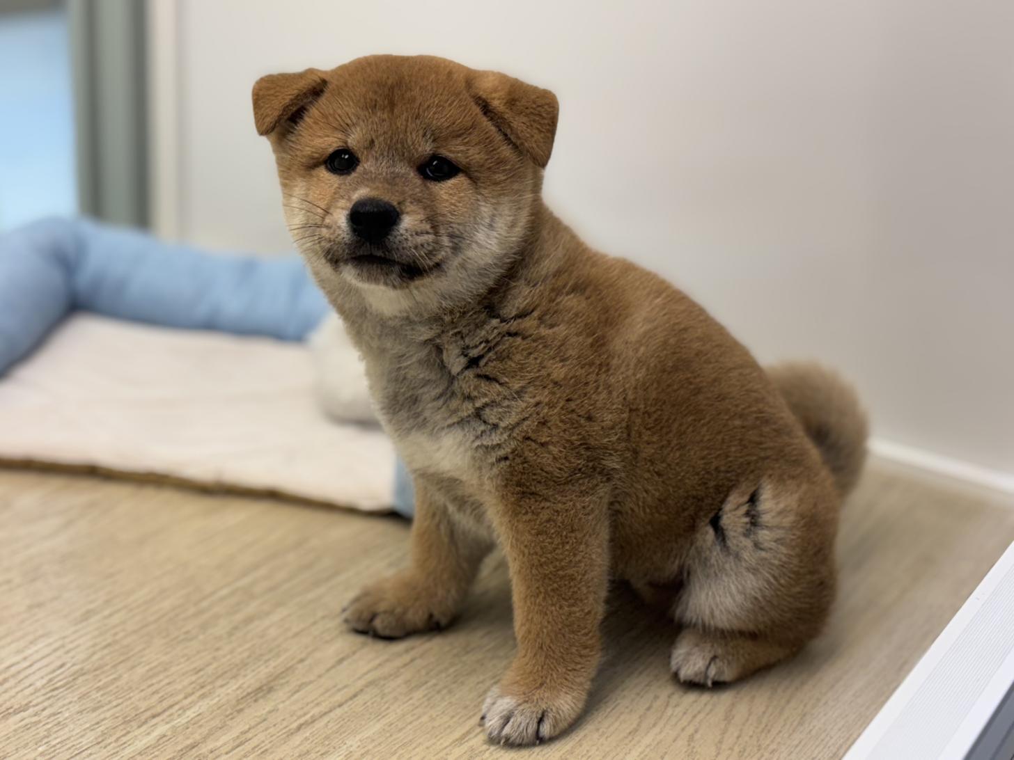 神奈川県の柴犬(標準サイズ) (Doggy Style 小田原店/2025年7月19日生まれ/男の子/赤)の子犬の3枚目の画像