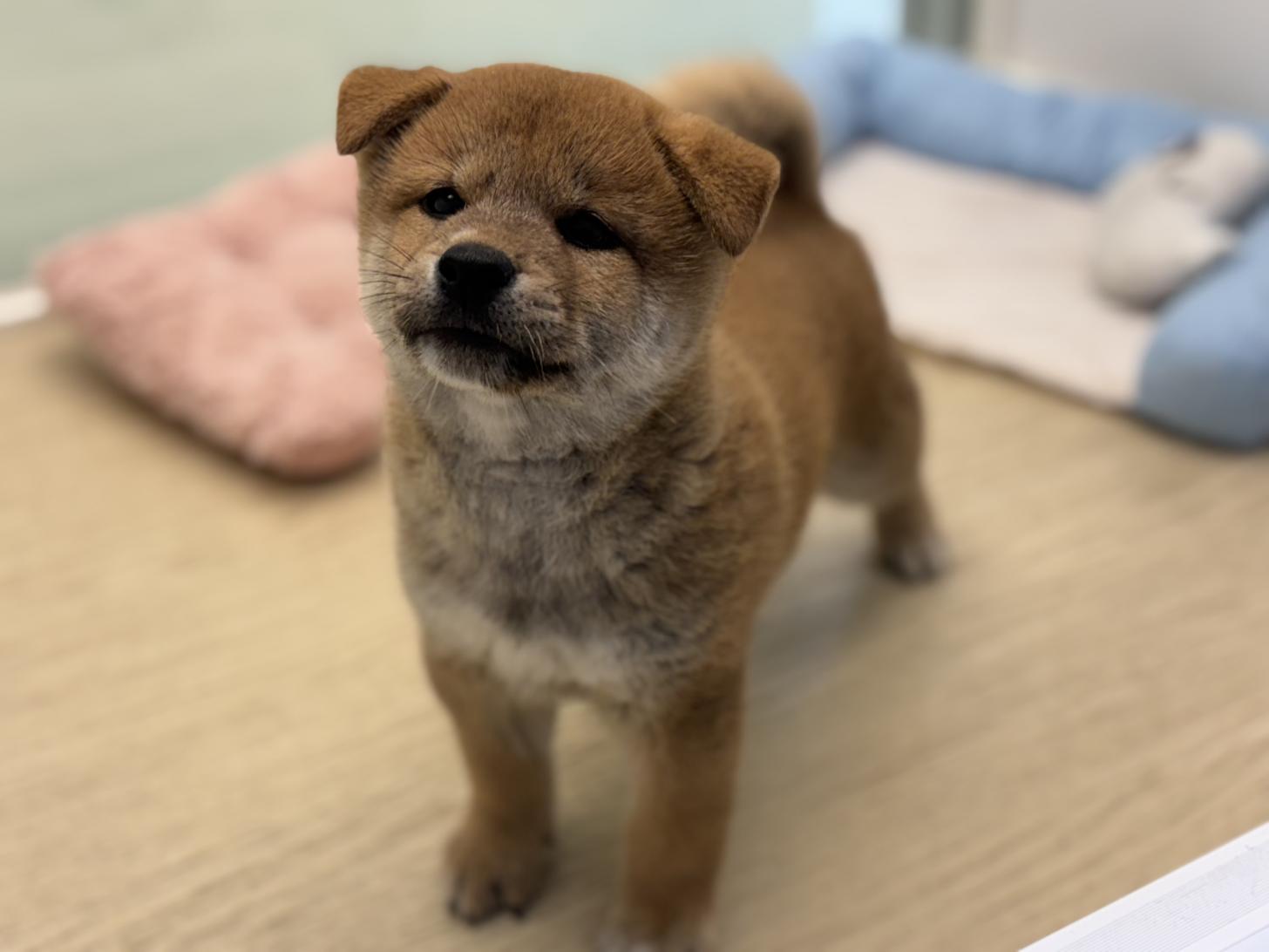 神奈川県の柴犬(標準サイズ) (Doggy Style 小田原店/2025年7月19日生まれ/男の子/赤)の子犬の4枚目の画像