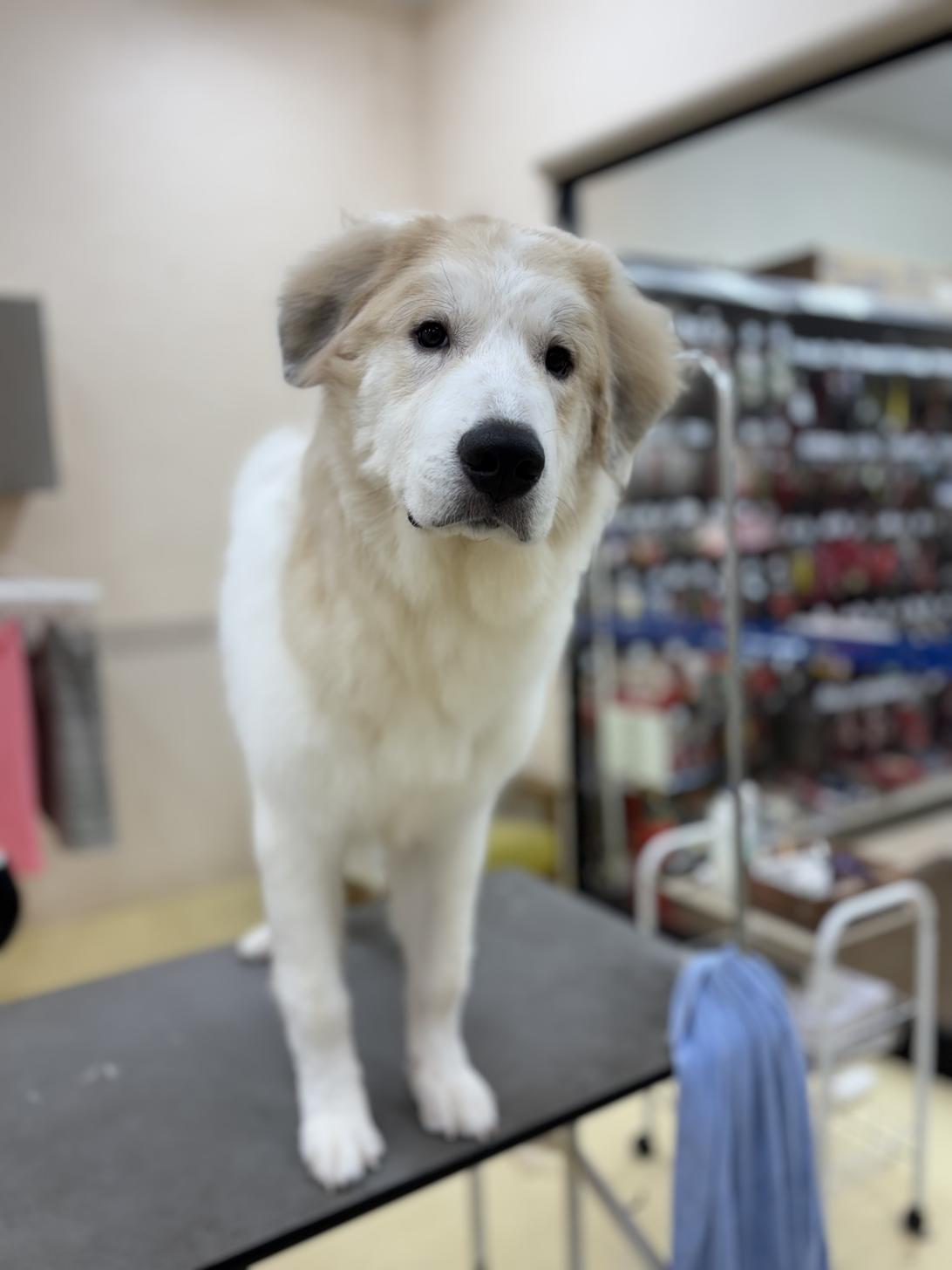神奈川県のグレートピレニーズ (ペットアイランド海老名店/2025年3月15日生まれ/男の子/ホワイトグレーマーキング)の子犬の1枚目の画像
