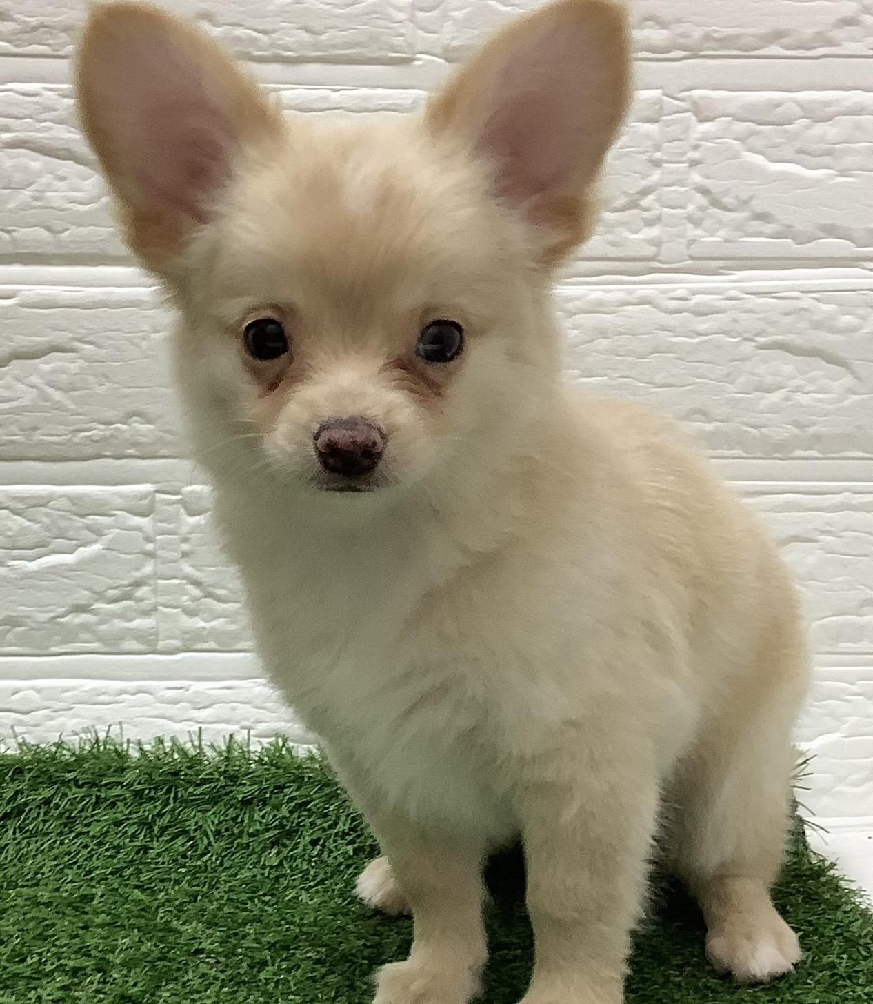 福岡県のチワワ(ロング) (ディスワン ドッグズホーム大野城店/2025年11月9日生まれ/男の子/クリーム)の子犬