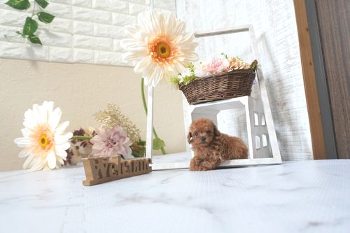 滋賀県のトイプードル(トイ) (いっぷく湖南店/2025年7月10日生まれ/男の子/レッドフォーン)の子犬の2枚目の画像