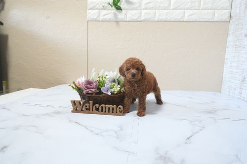 滋賀県のトイプードル(トイ) (いっぷく湖南店/2025年11月10日生まれ/男の子/レッドフォーン)の子犬の1枚目の画像