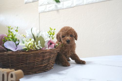 滋賀県のトイプードル(トイ) (いっぷく湖南店/2025年11月10日生まれ/男の子/レッドフォーン)の子犬の2枚目の画像