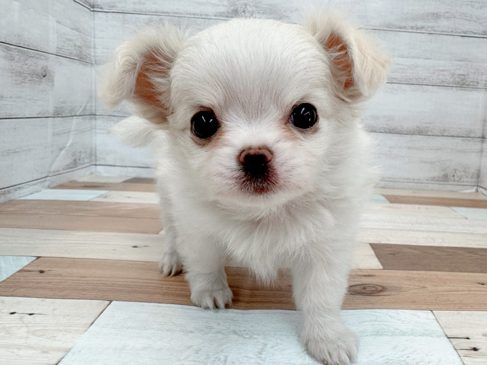 新潟県のチワワ(ロング) (竹内ペット 新潟西店/2025年10月13日生まれ/男の子/クリーム)の子犬