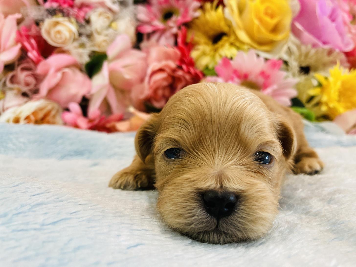 福岡県のペキプー(ペキニーズ×プードル) (スタードッグス大牟田店/2025年10月3日生まれ/男の子/アプリコット)の子犬の1枚目の画像