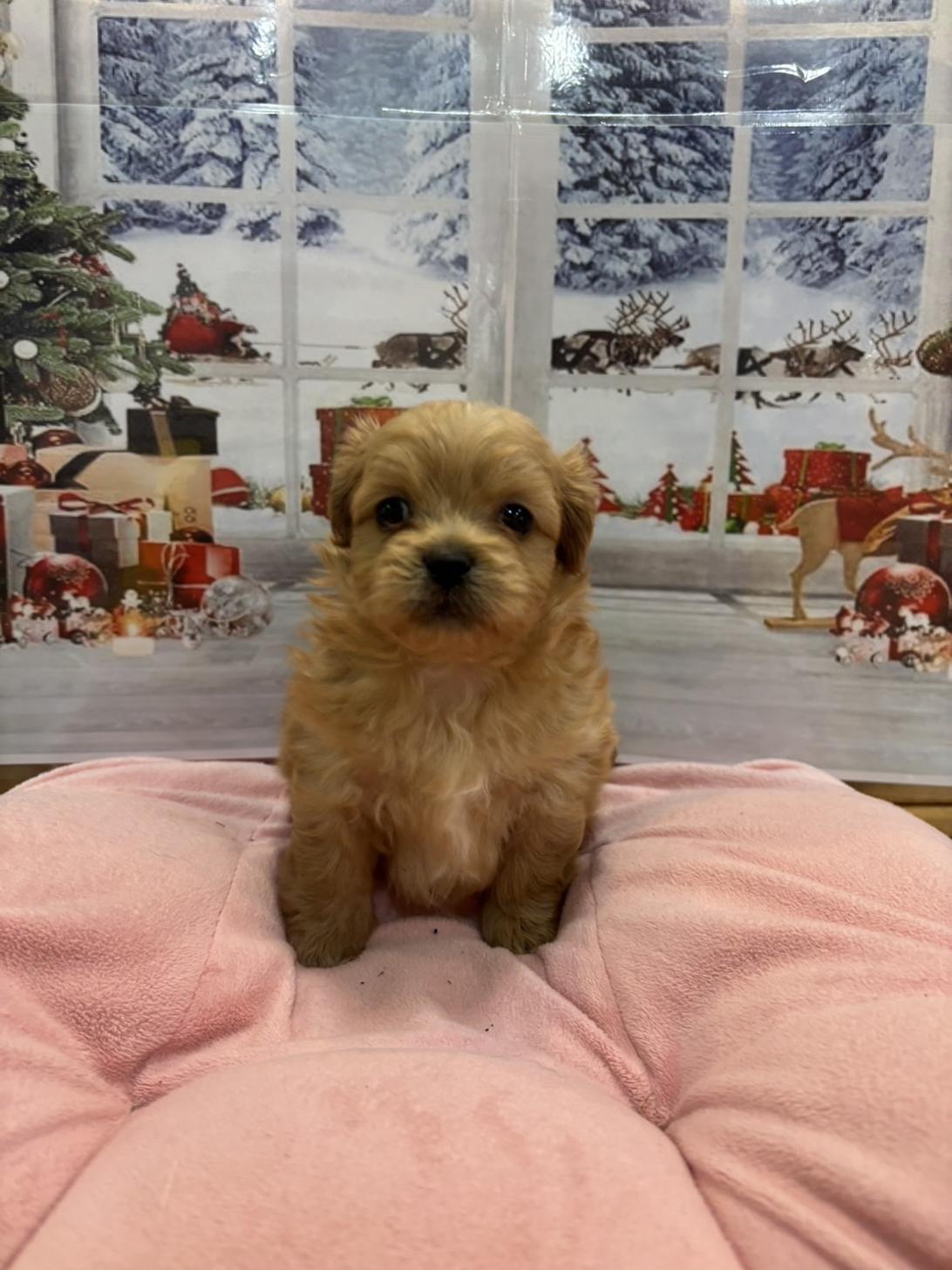 福岡県のペキプー(ペキニーズ×プードル) (スタードッグス大牟田店/2025年10月1日生まれ/男の子/アプリコット)の子犬の1枚目の画像