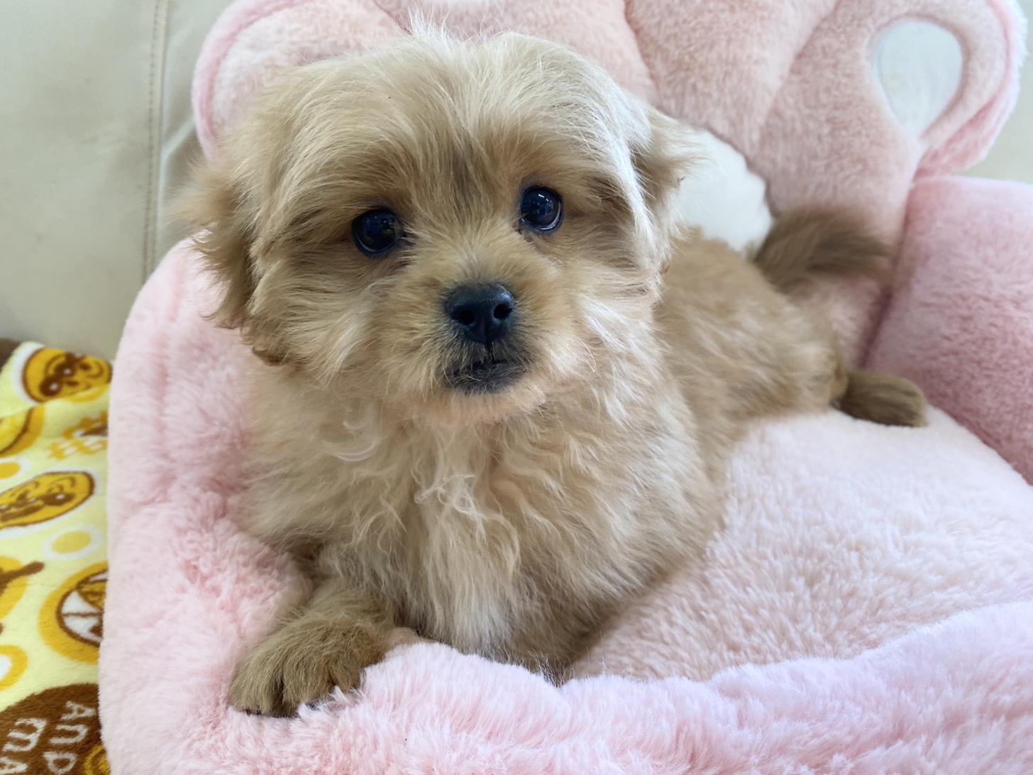 熊本県のペキプー(ペキニーズ×プードル) (スタードッグス新熊本店/2025年10月1日生まれ/男の子/アプリコット)の子犬