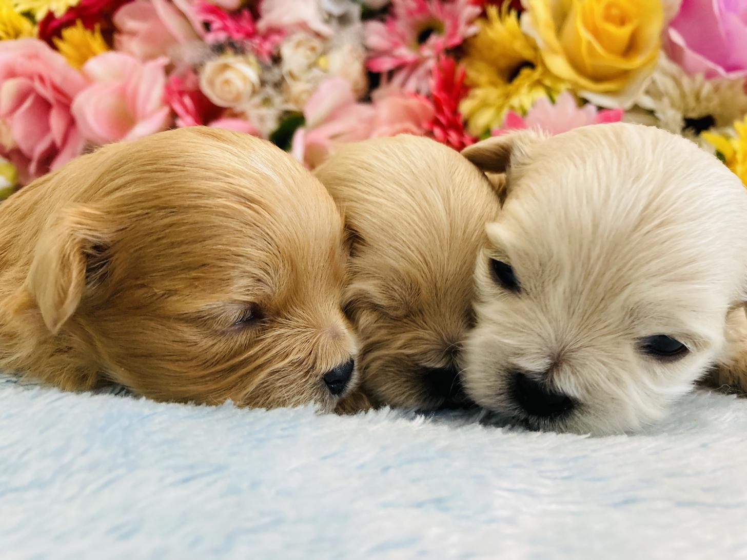 福岡県のペキプー(ペキニーズ×プードル) (スタードッグス大牟田店/2025年10月3日生まれ/男の子/アプリコット)の子犬の2枚目の画像