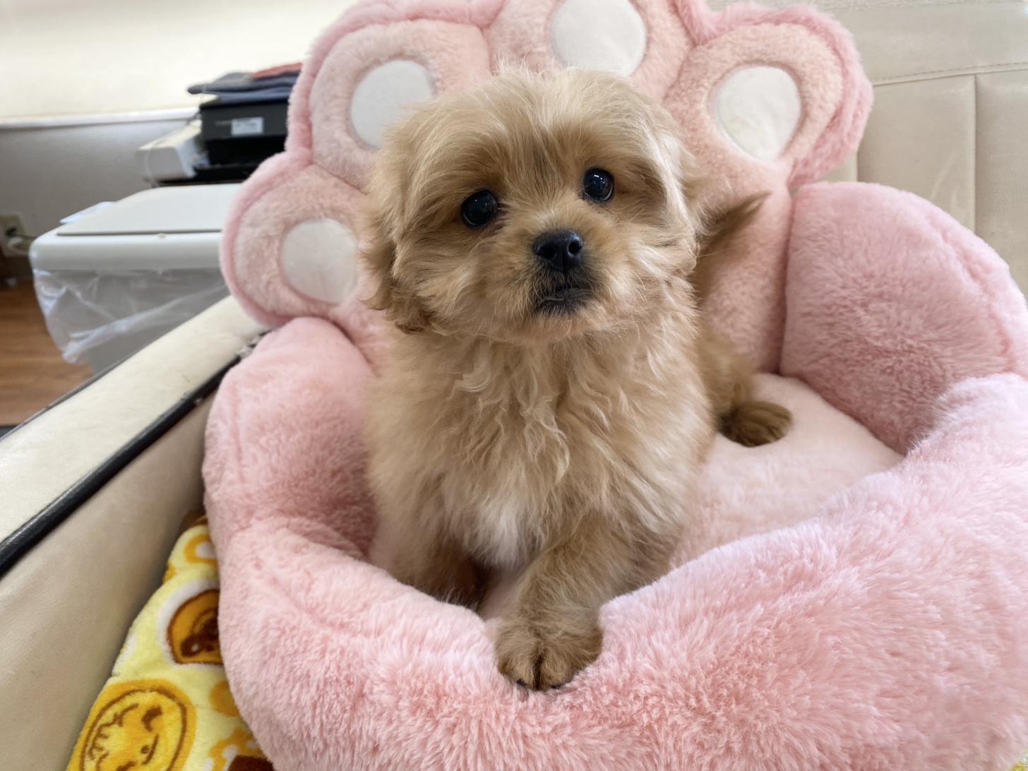 熊本県のペキプー(ペキニーズ×プードル) (スタードッグス新熊本店/2025年10月1日生まれ/男の子/アプリコット)の子犬の2枚目の画像