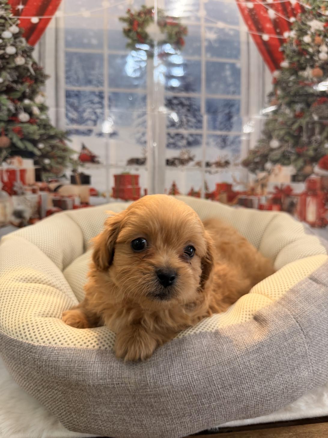 福岡県のペキプー(ペキニーズ×プードル) (スタードッグス大牟田店/2025年10月1日生まれ/男の子/アプリコット)の子犬の3枚目の画像