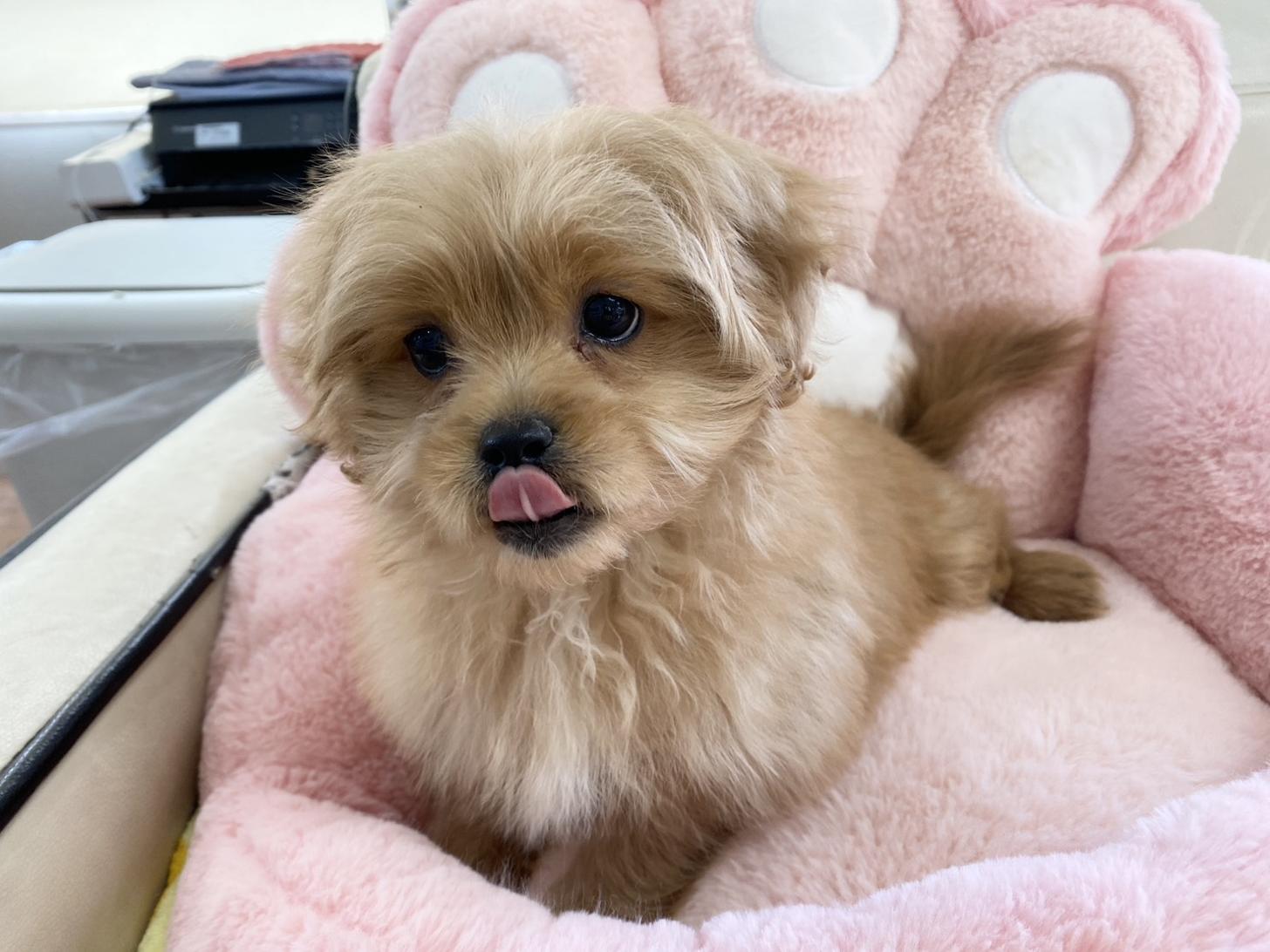 熊本県のペキプー(ペキニーズ×プードル) (スタードッグス新熊本店/2025年10月1日生まれ/男の子/アプリコット)の子犬の4枚目の画像