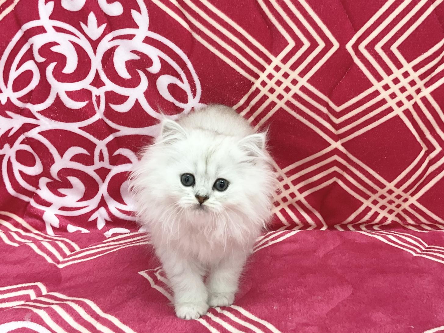 愛知県のペルシャ (ハピースペット春日井アミーゴ店/2026年2月24日生まれ/女の子/チンチラシルバー)の子猫の1枚目の画像