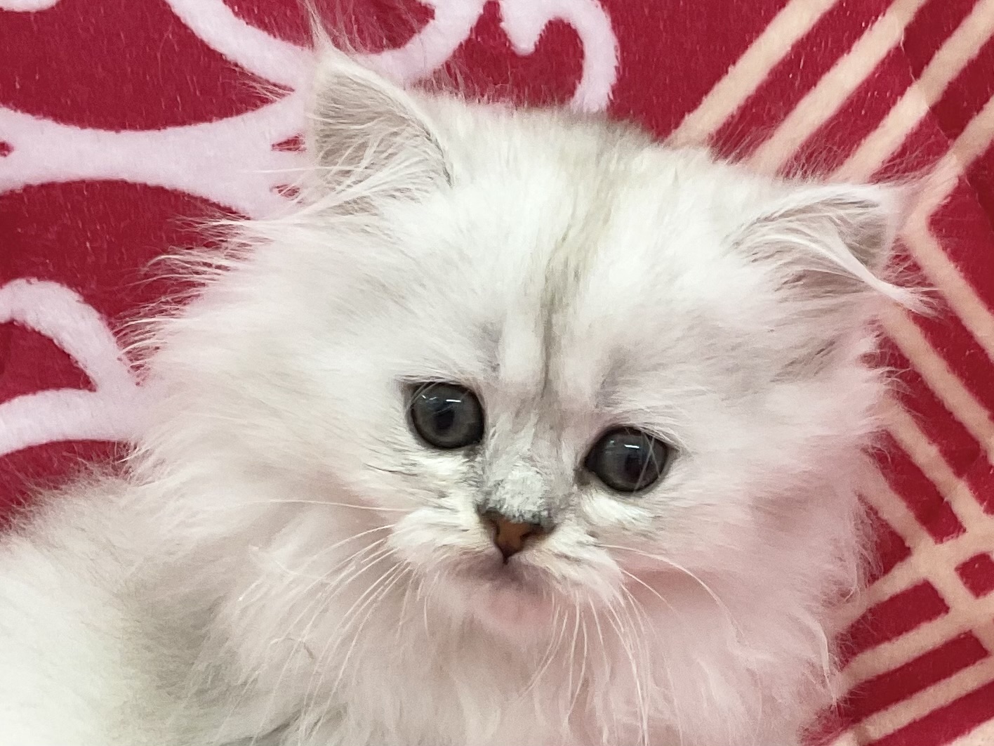 愛知県のペルシャ (ハピースペット春日井アミーゴ店/2026年2月24日生まれ/女の子/チンチラシルバー)の子猫の2枚目の画像