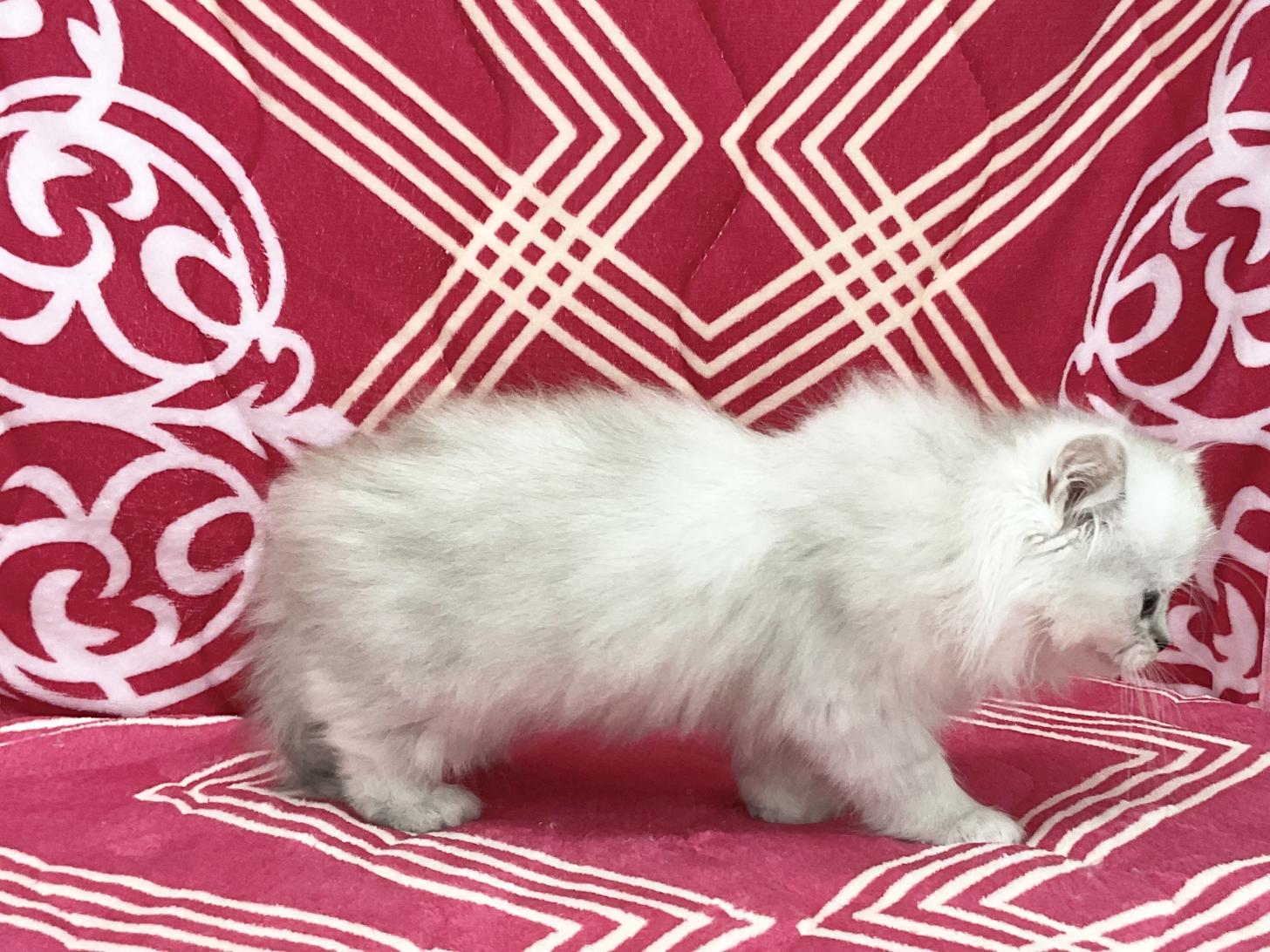 愛知県のペルシャ (ハピースペット春日井アミーゴ店/2026年2月24日生まれ/女の子/チンチラシルバー)の子猫の3枚目の画像