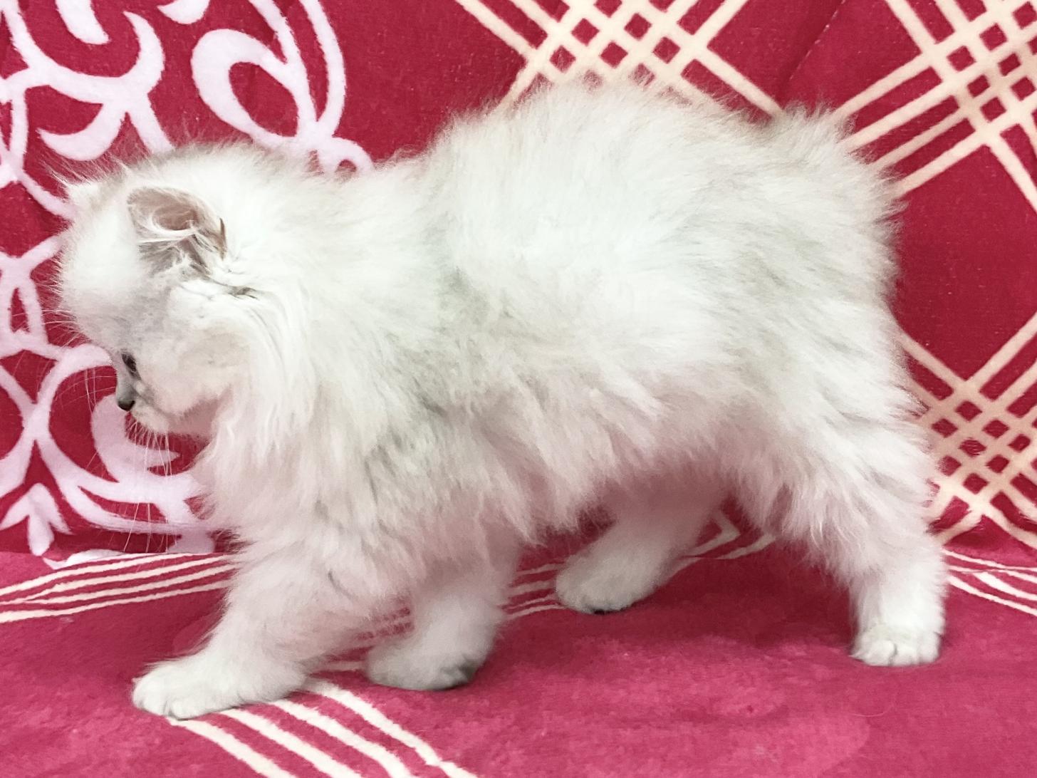 愛知県のペルシャ (ハピースペット春日井アミーゴ店/2026年2月24日生まれ/女の子/チンチラシルバー)の子猫の4枚目の画像