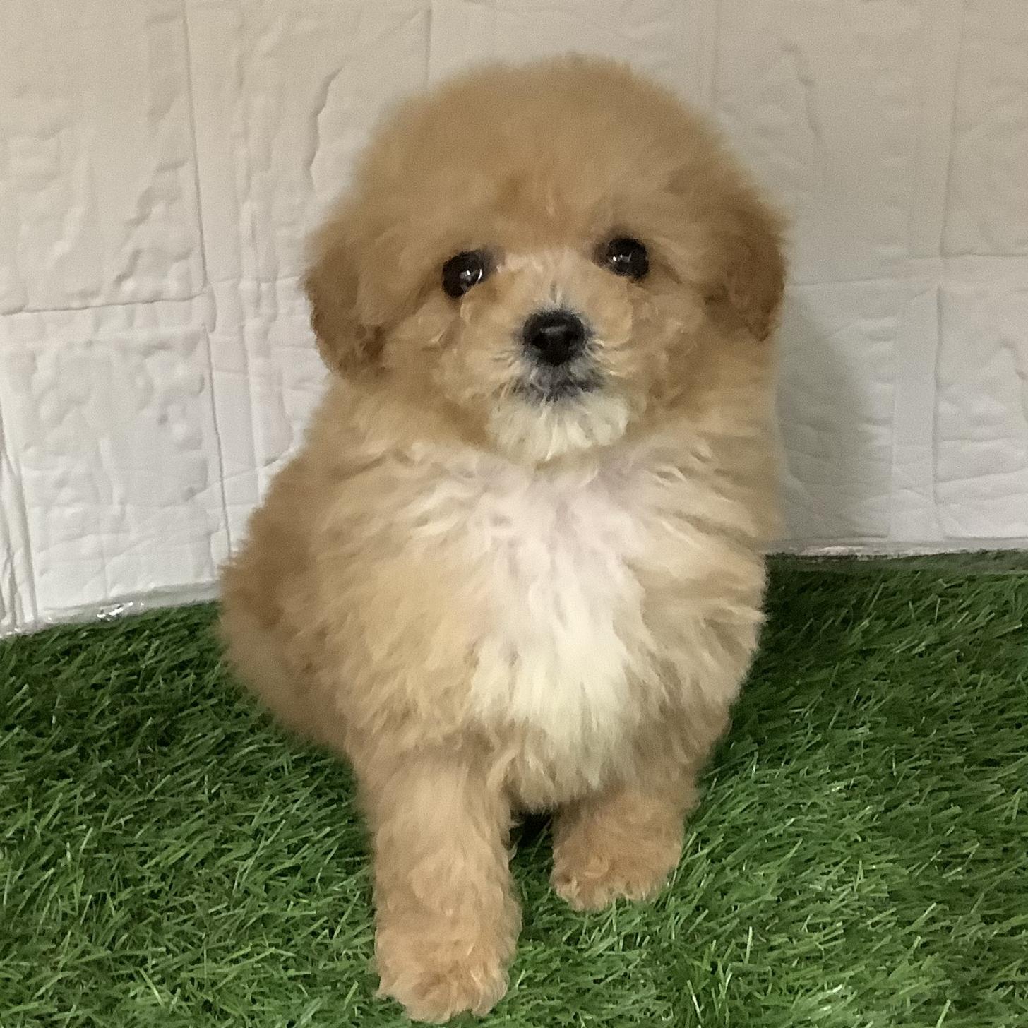 福岡県のチワプー/プーチー(チワワ×プードル) (ドッグズホーム旗崎店/2025年12月7日生まれ/男の子/アプリコット)の子犬