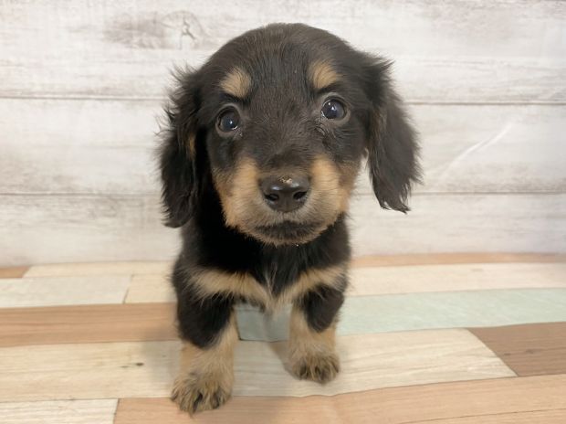 新潟県のミニチュアダックスフンド(ロング) (竹内ペット 新津本店/2026年1月19日生まれ/男の子/ブラックタン)の子犬の1枚目の画像