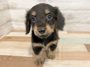 新潟県のミニチュアダックスフンド(ロング) (竹内ペット 新津本店/2026年1月19日生まれ/男の子/ブラックタン)の子犬の2枚目の画像