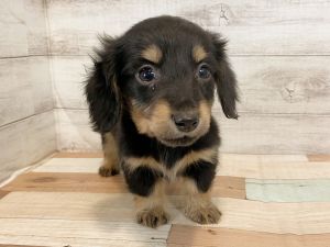 新潟県のミニチュアダックスフンド(ロング) (竹内ペット 新津本店/2026年1月19日生まれ/男の子/ブラックタン)の子犬の3枚目の画像