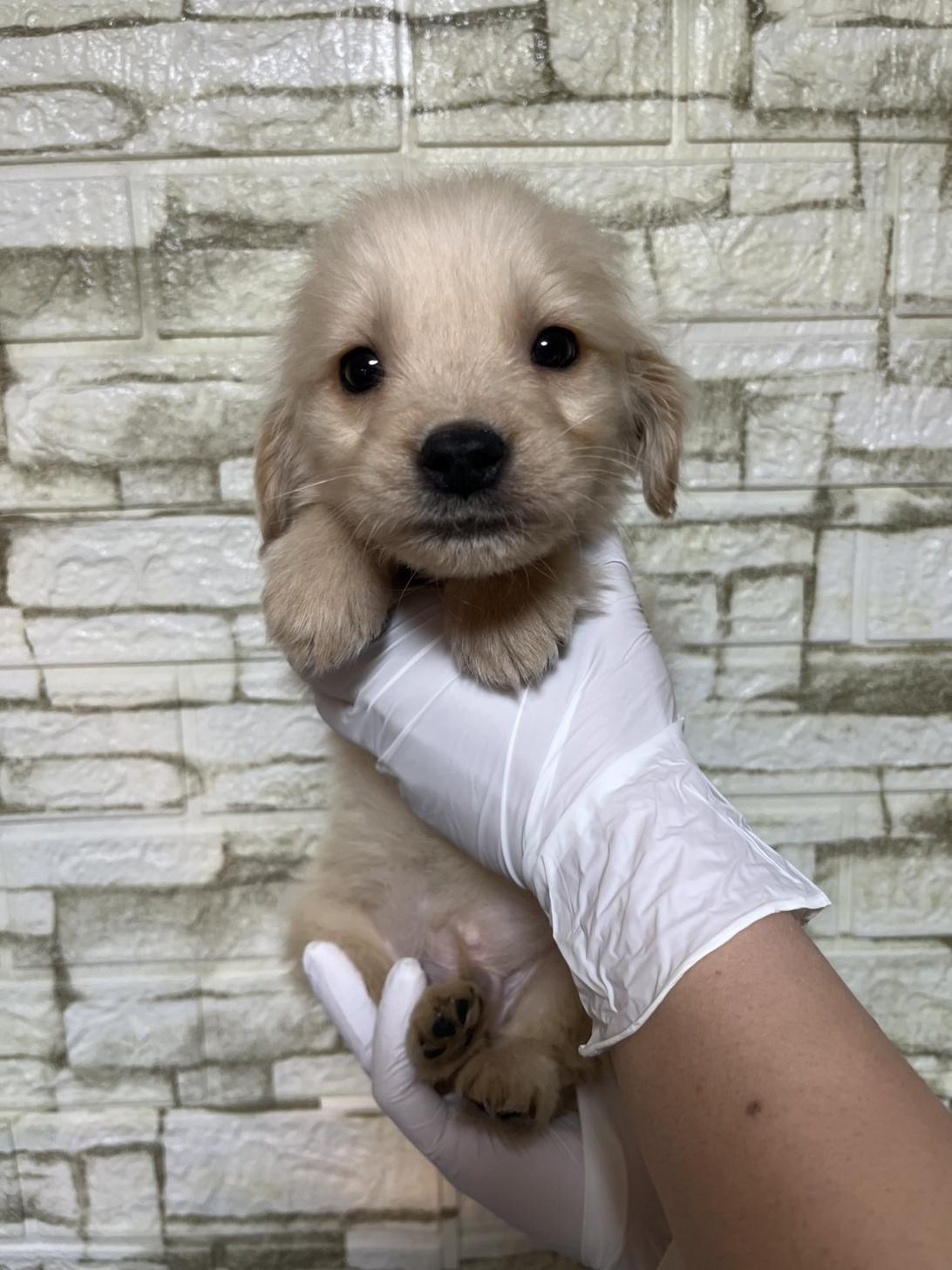 埼玉県のゴールデンレトリバー (ペッツスマイル加須インター店/2025年11月16日生まれ/男の子/ゴールデン)の子犬の1枚目の画像