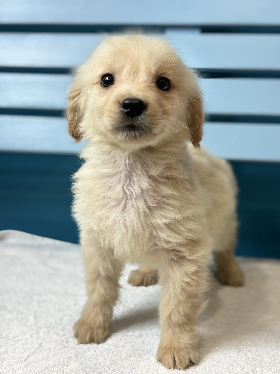 埼玉県のゴールデンレトリバー (ペッツスマイル加須インター店/2025年11月16日生まれ/男の子/ゴールデン)の子犬の1枚目の画像