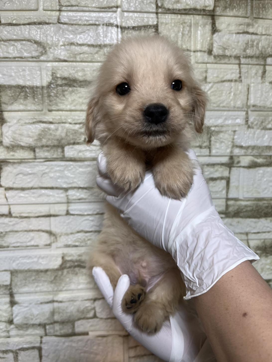 埼玉県のゴールデンレトリバー (ペッツスマイル加須インター店/2025年11月16日生まれ/男の子/ゴールデン)の子犬の2枚目の画像