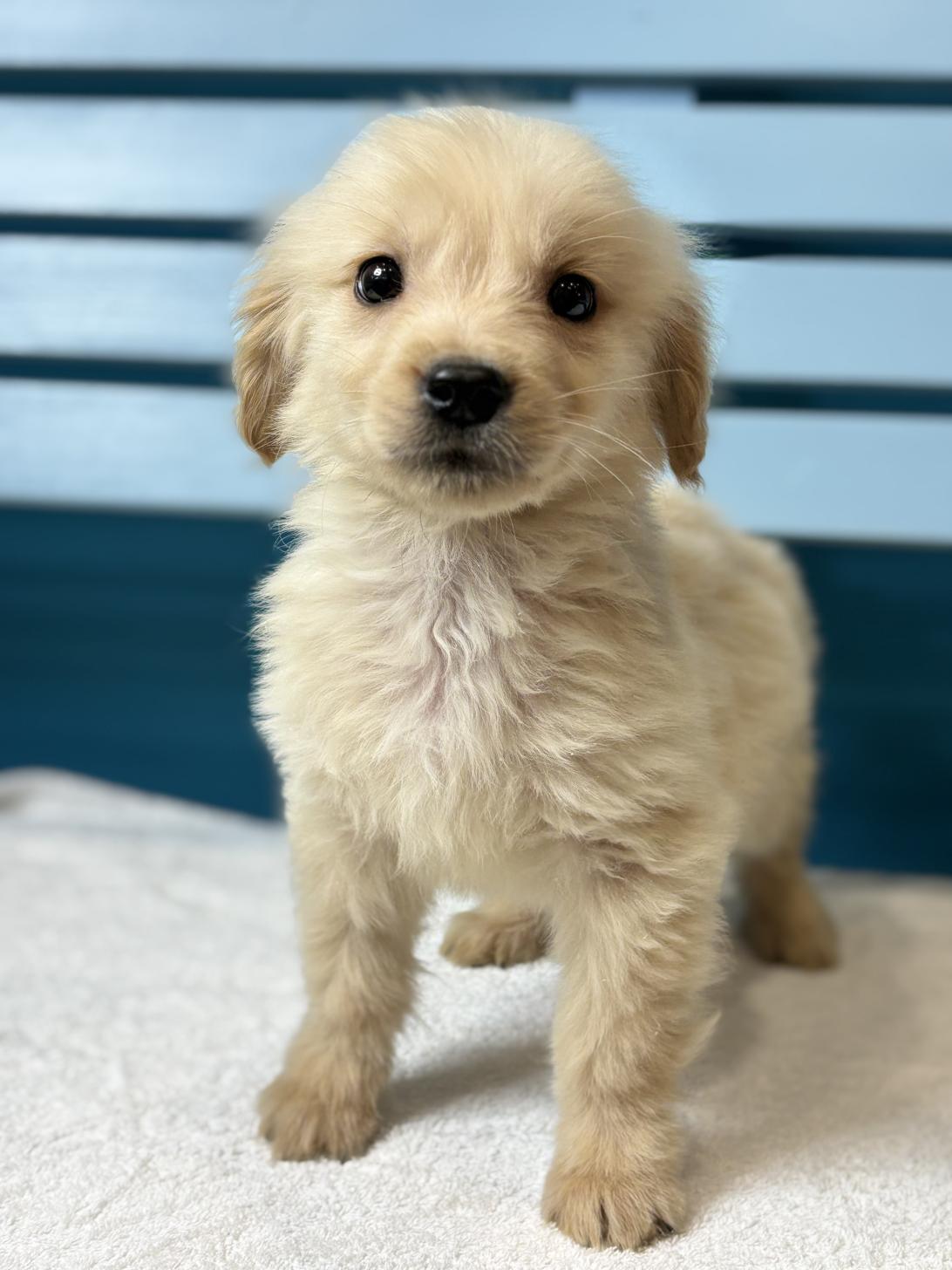 埼玉県のゴールデンレトリバー (ペッツスマイル加須インター店/2025年11月16日生まれ/男の子/ゴールデン)の子犬の2枚目の画像